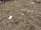 IMG_4995.jpeg