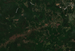 20210325GREENSBOROTREE.PNG