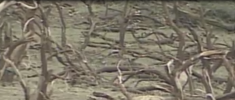 19990511LOYALVALLEY3.PNG